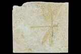 Fossil Dragonfly (Tharsophlebia) - Solnhofen Limestone #113347-1